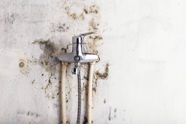 Best Commercial Mold Removal  in Plainview, NE