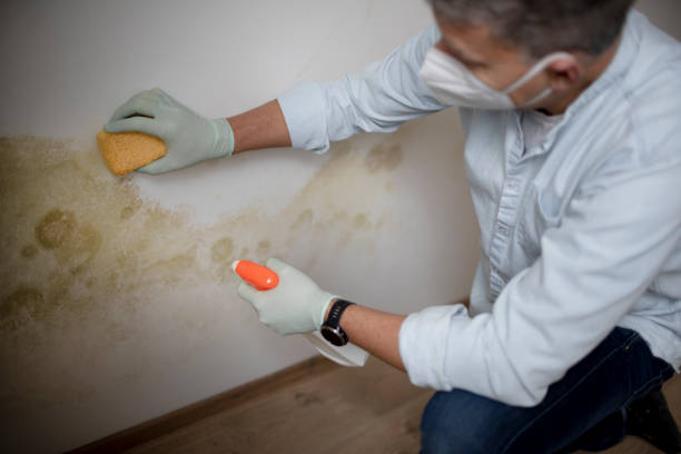 Best Local Mold Removal Service  in Plainview, NE