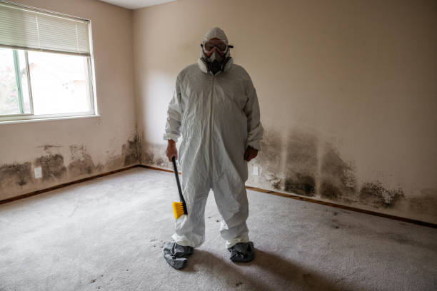 Best Toxic Mold Removal  in Plainview, NE