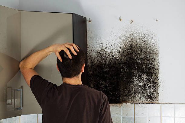 Best Toxic Mold Removal  in Plainview, NE